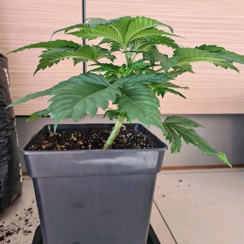 Chiquita Banana growlog timeline photo