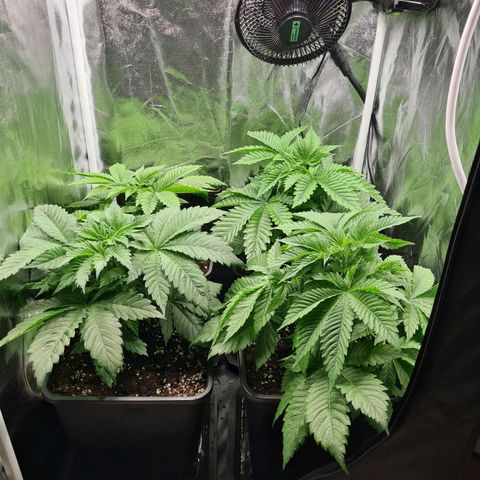 Chiquita Banana growlog timeline photo