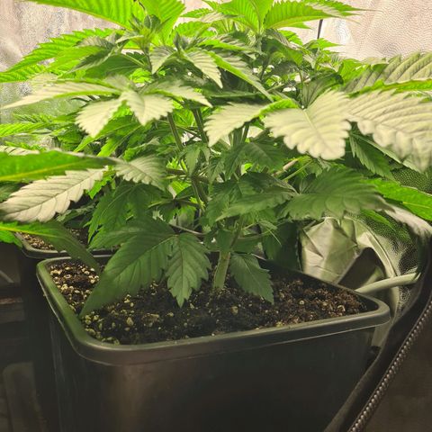 Chiquita Banana growlog timeline photo