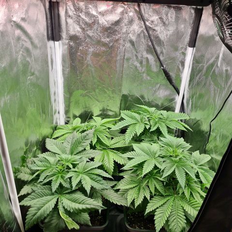Chiquita Banana growlog timeline photo