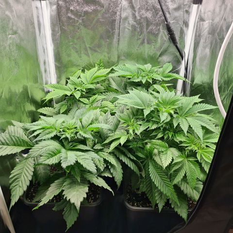Chiquita Banana growlog timeline photo