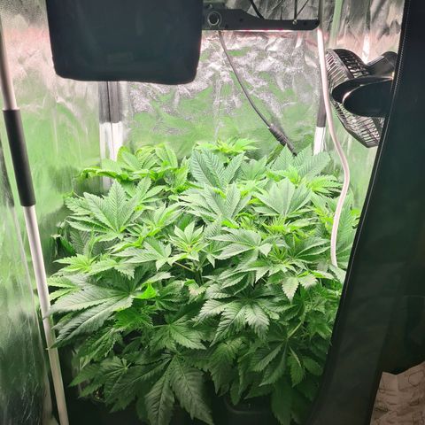 Chiquita Banana growlog timeline photo