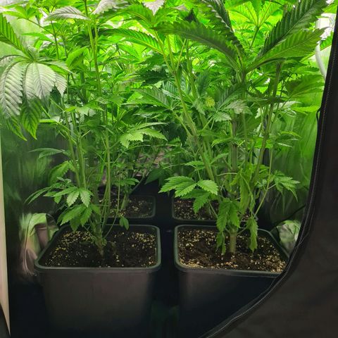 Chiquita Banana growlog timeline photo