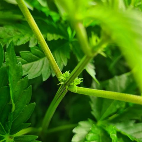 Chiquita Banana growlog timeline photo