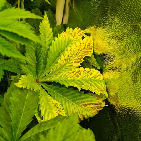 Chiquita Banana growlog timeline photo