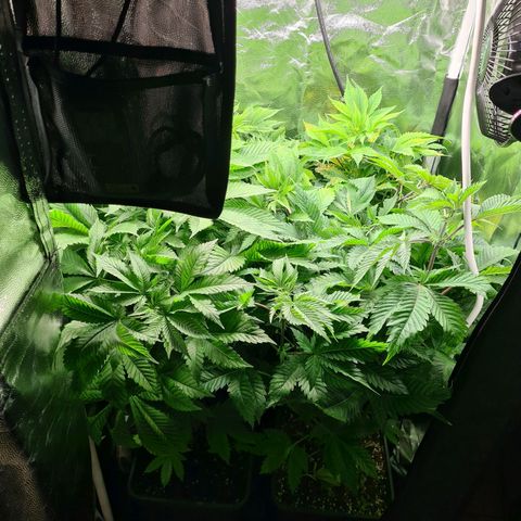 Chiquita Banana growlog timeline photo