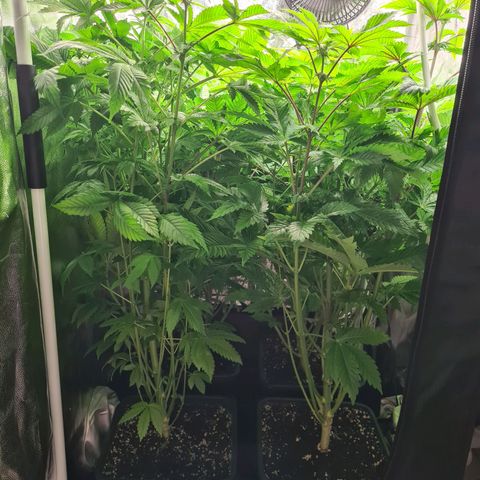 Chiquita Banana growlog timeline photo