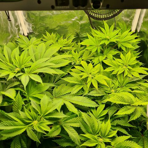 Chiquita Banana growlog timeline photo