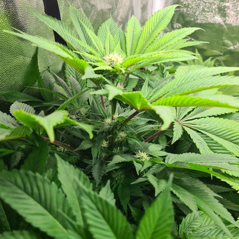 Chiquita Banana growlog timeline photo