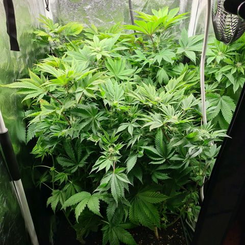 Chiquita Banana growlog timeline photo