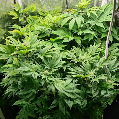 Chiquita Banana growlog timeline photo