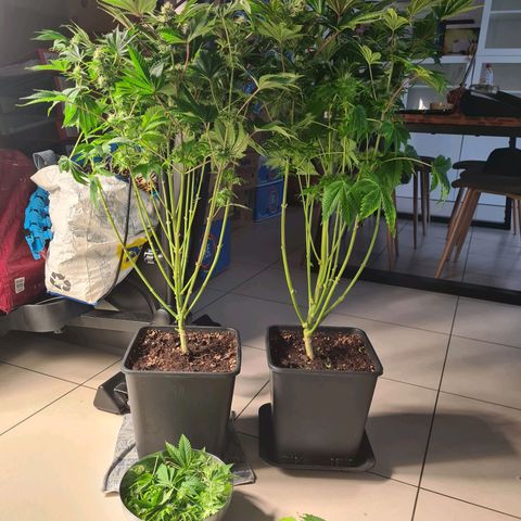 Chiquita Banana growlog timeline photo
