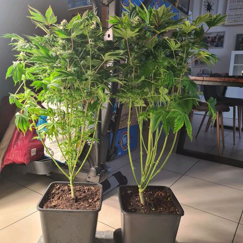 Chiquita Banana growlog timeline photo