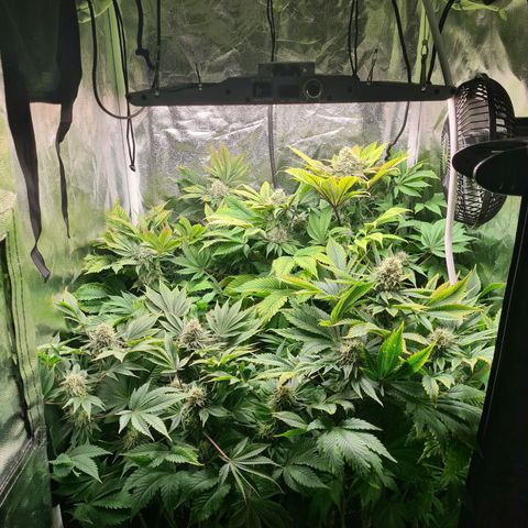 Chiquita Banana growlog timeline photo