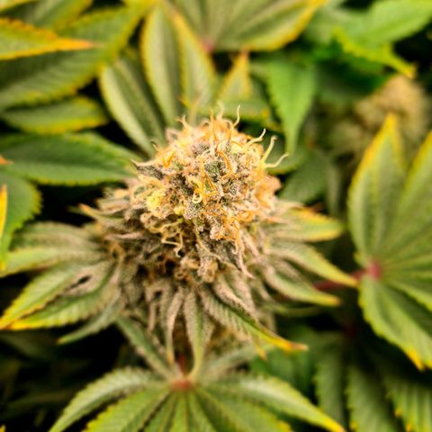 Chiquita Banana growlog timeline photo