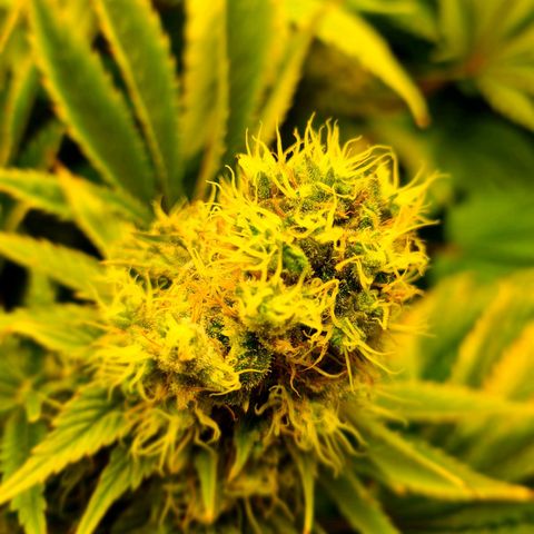 Chiquita Banana growlog timeline photo
