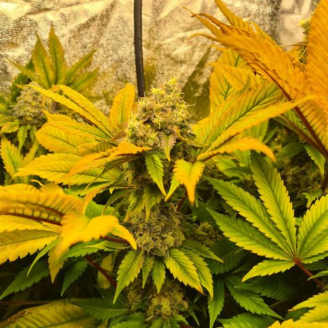 Chiquita Banana growlog timeline photo