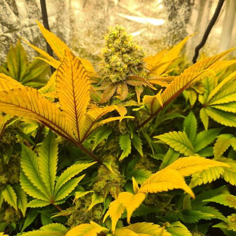 Chiquita Banana growlog timeline photo