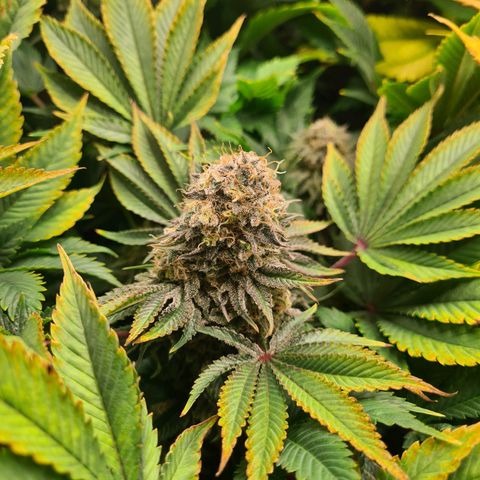 Chiquita Banana growlog timeline photo