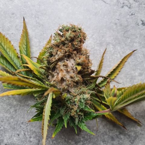 Chiquita Banana growlog photo: Moisissures sur une tête : taille immédiate et à surveiller