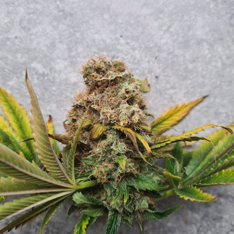 Chiquita Banana growlog photo: Moisissures sur une tête : taille immédiate et à surveiller