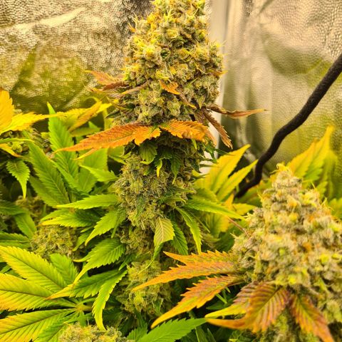 Chiquita Banana growlog timeline photo