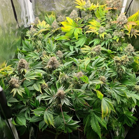 Chiquita Banana growlog timeline photo