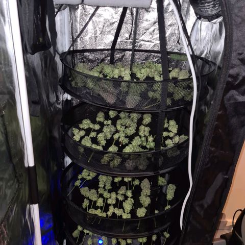 Chiquita Banana growlog timeline photo