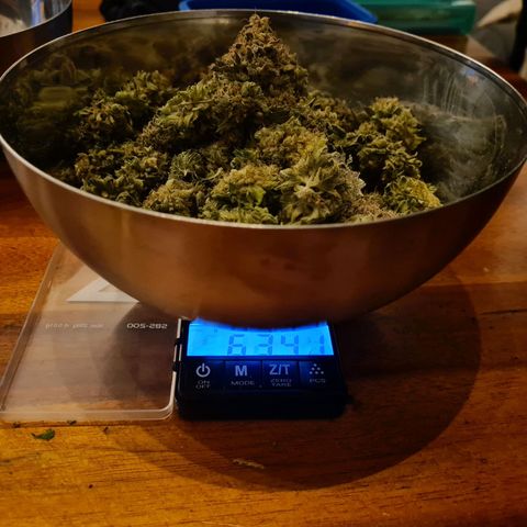 Chiquita Banana growlog photo: Récolte 200g secs