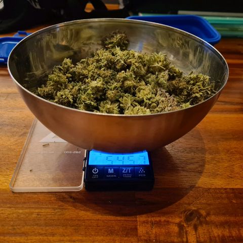 Chiquita Banana growlog photo: Récolte 200g secs