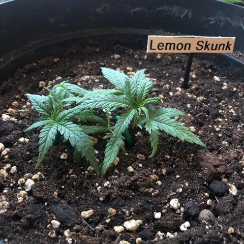 Lemon Skunk x Super Silver Haze growlog timeline photo