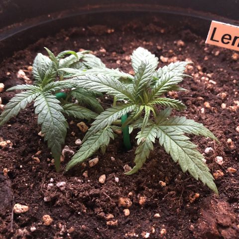 Lemon Skunk x Super Silver Haze growlog timeline photo