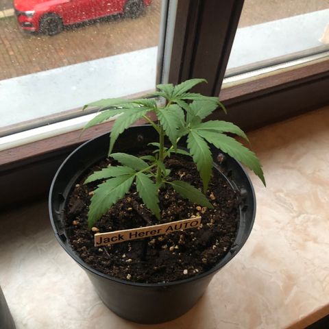 Jack Herer  growlog timeline photo