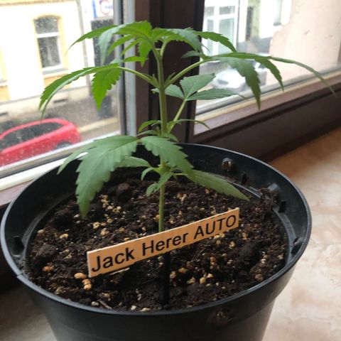 Jack Herer  growlog timeline photo