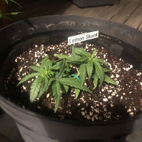 Lemon Skunk x Super Silver Haze growlog timeline photo