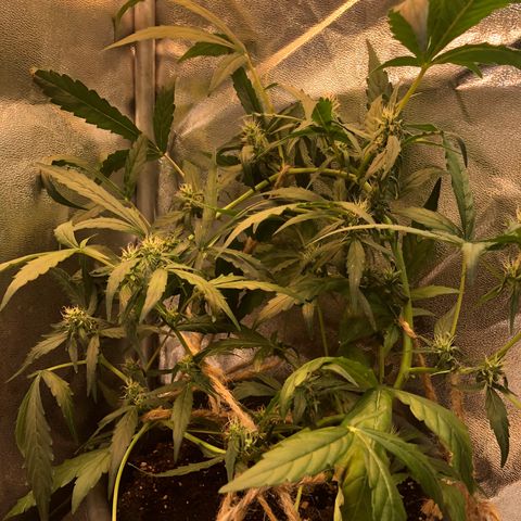 Jacky growlog timeline photo