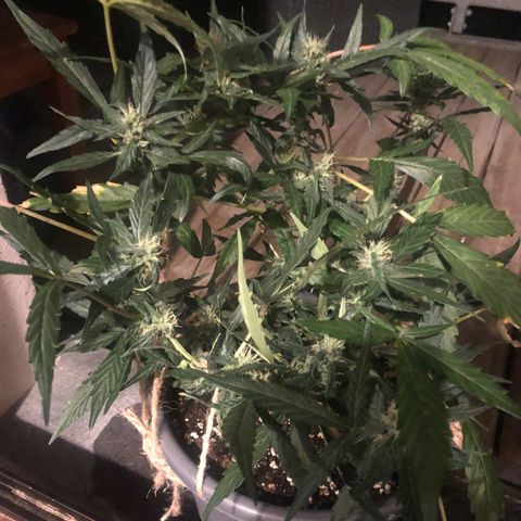 Jacky growlog timeline photo