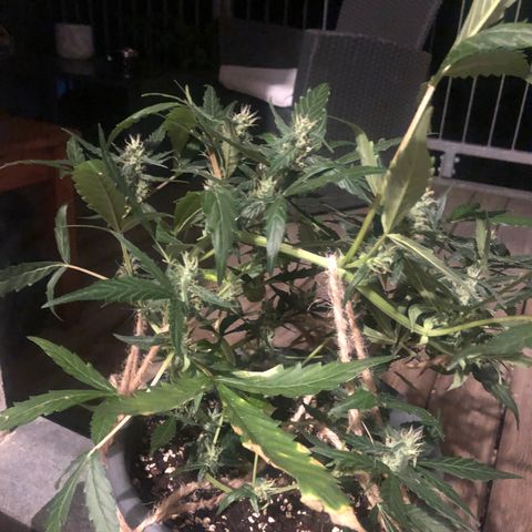 Jacky growlog timeline photo