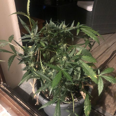 Jacky growlog timeline photo