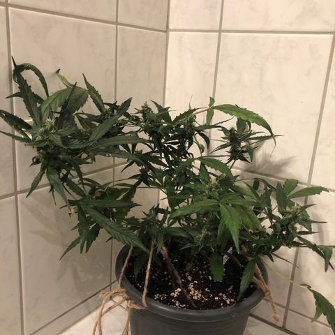 Jacky growlog timeline photo
