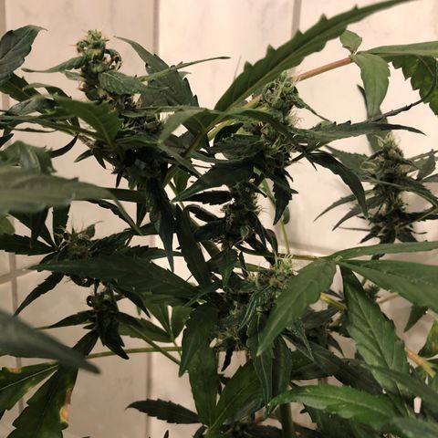 Jacky growlog timeline photo