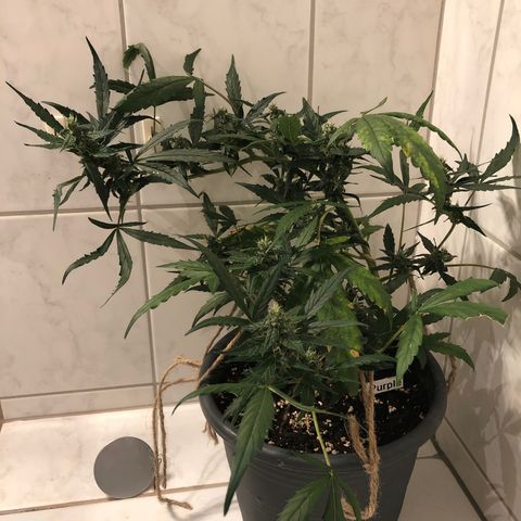 Jacky growlog timeline photo