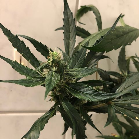 Jacky growlog timeline photo