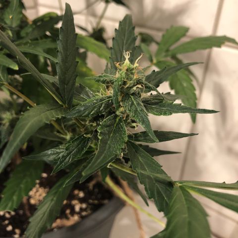 Jacky growlog timeline photo