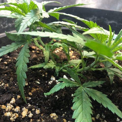 Lemon Skunk x Super Silver Haze growlog timeline photo