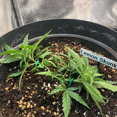 Lemon Skunk x Super Silver Haze growlog timeline photo
