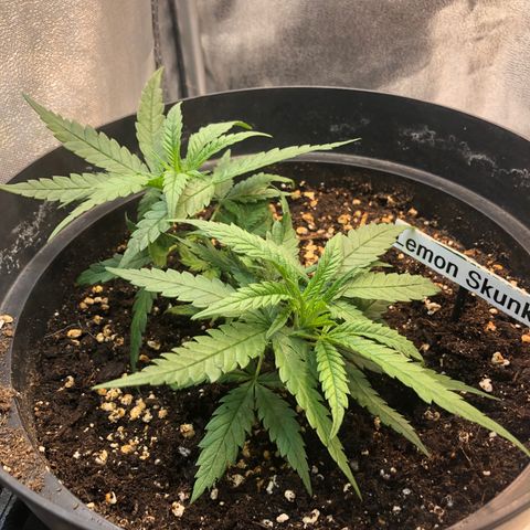 Lemon Skunk x Super Silver Haze growlog timeline photo