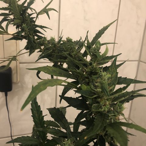 Jacky growlog timeline photo