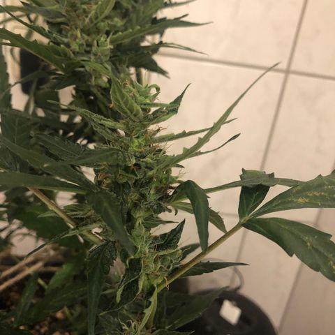 Jacky growlog timeline photo