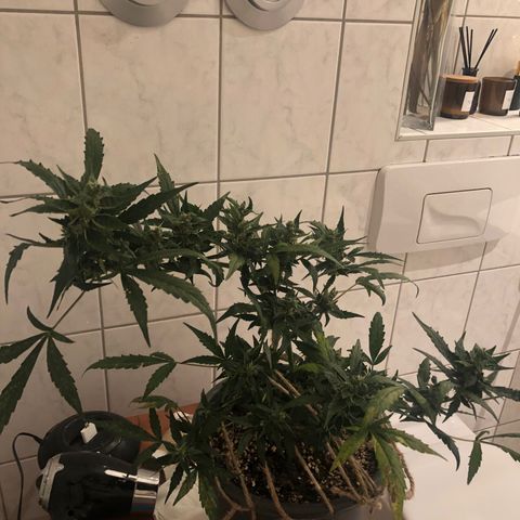 Jacky growlog timeline photo